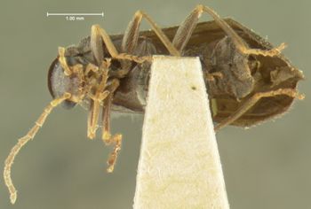 Media type: image;   Entomology 3389 Aspect: habitus ventral view
